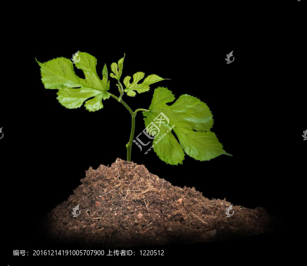 黑背景孤立樹