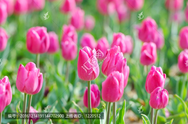 花園里的郁金香