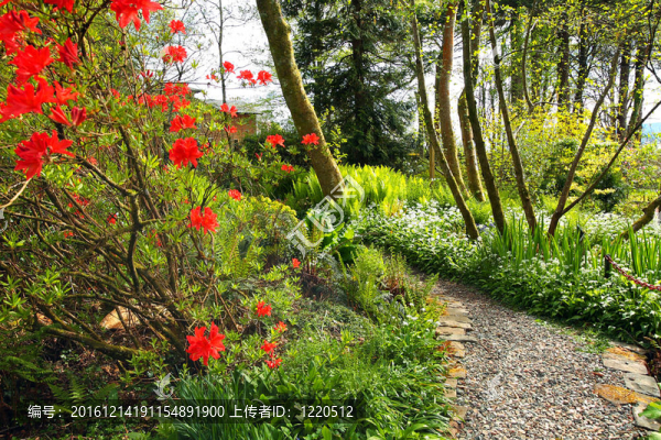 美麗的春天的花園，紅杜鵑和鵝卵石路徑