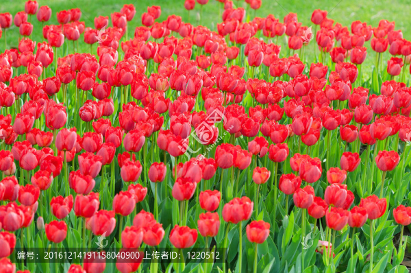 花園里的郁金香