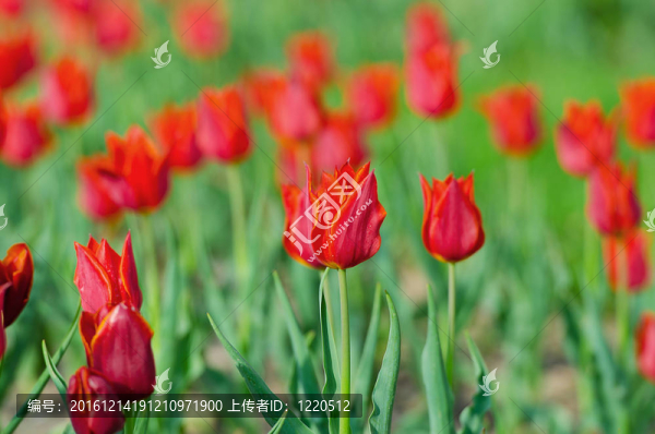 花園里的郁金香