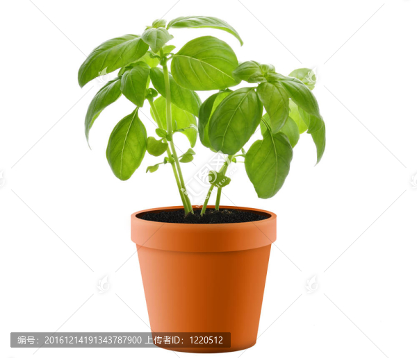 在一盆羅勒植物