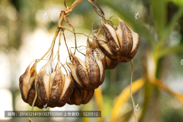 馬兜鈴
