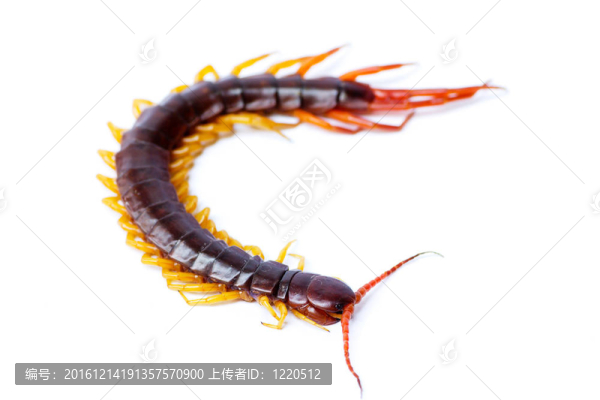 蜈蚣
