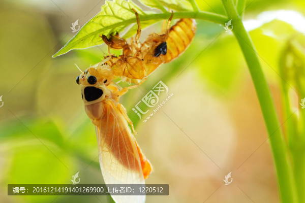 蟬在樹上