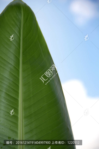香蕉葉
