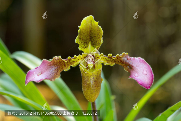 蘭花或aphiopedilu