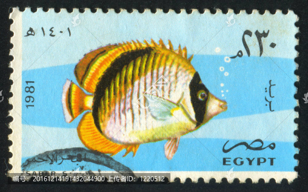 襯里的蝴蝶魚(yú)