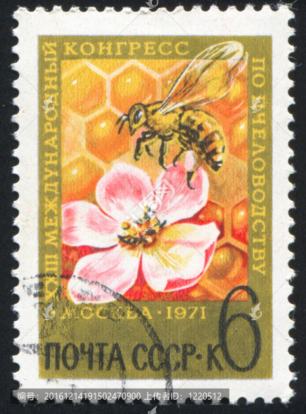 蜜蜂和花