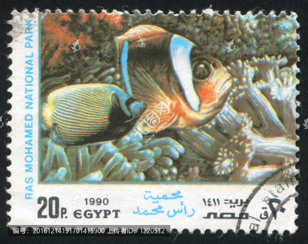 熱帶魚(yú)類(lèi)與珊瑚
