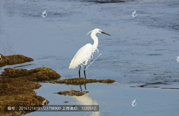 在白鷺湖白