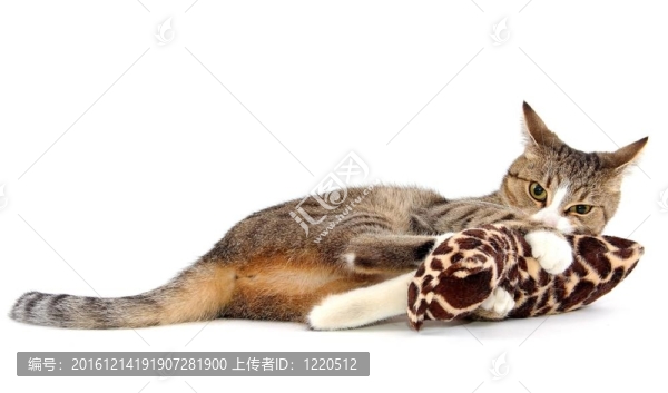 瘋狂小灰貓