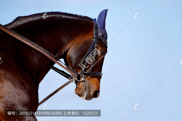 在天空的映襯下勒住馬的肖像