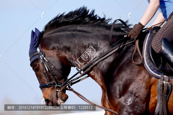 馬鞍下運動馬的肖像