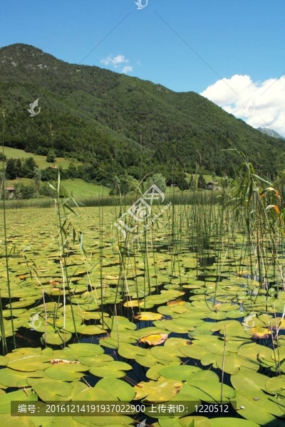 睡蓮湖