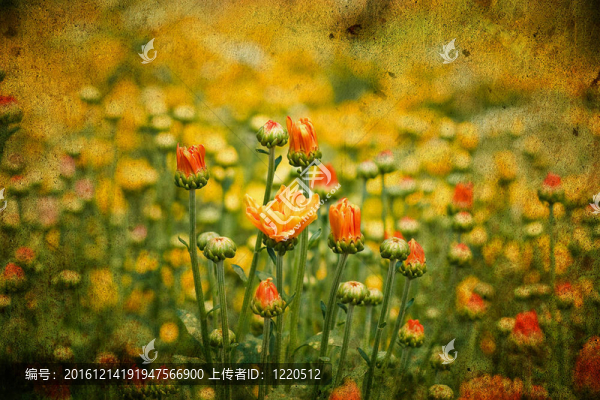 美麗的黃花菊花