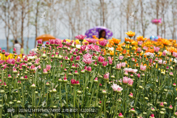 美麗的黃花菊花
