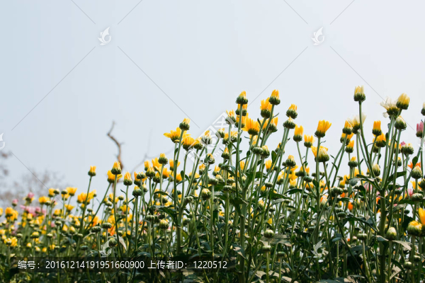 美麗的黃花菊花