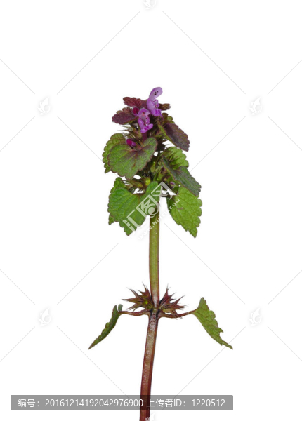 Red,Deadnettle（Lamium象草）