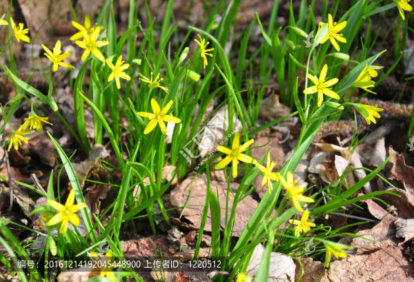 伯利恒黃星（Gagea,lutea）