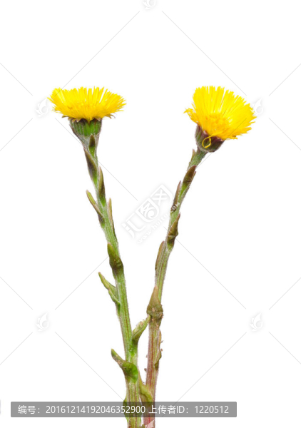 Coltsfoot（Tussilago,farfara）