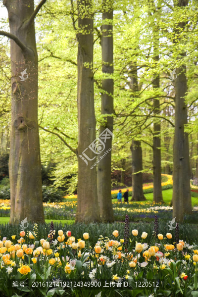 與春天的花朵在老beechtrees公園