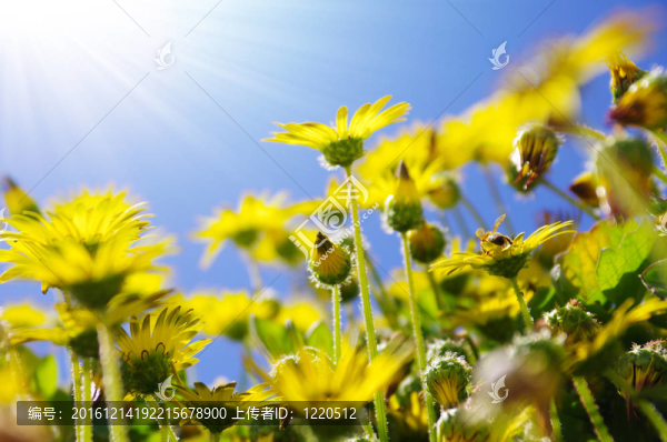 花朵和蜜蜂