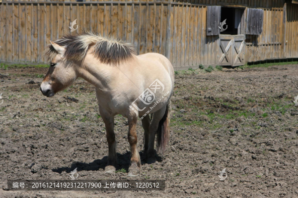 挪威峽灣馬