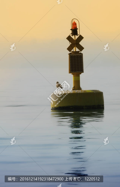 浮標上的海鷗