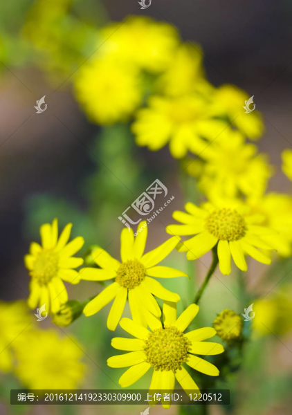 綠色田野上的黃花。