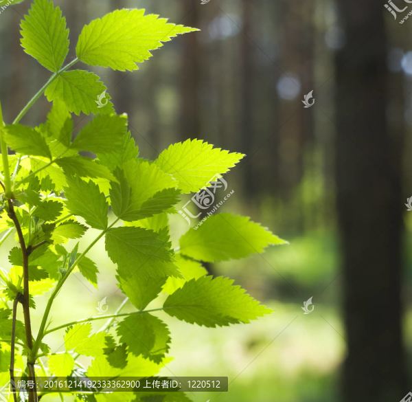 綠色植物生長