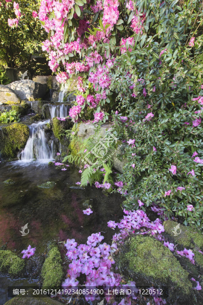 Rhododendron,Flowers瀑布