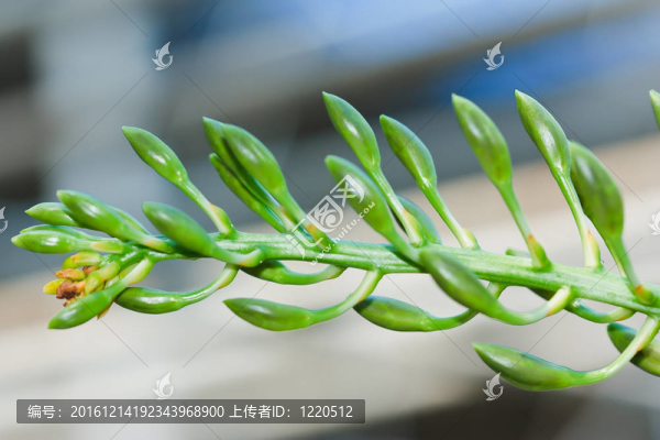 蘭花在泰國(guó)的花園