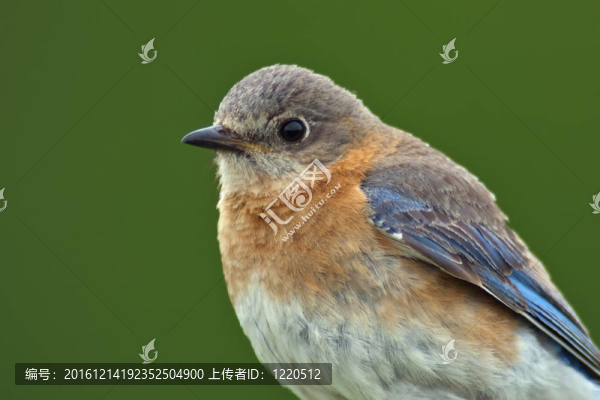 女性的東部藍(lán)鳥(niǎo)特寫(xiě)-匯圖網(wǎng) www.fosd68.com 女性的東部藍(lán)鳥(niǎo)特寫(xiě)