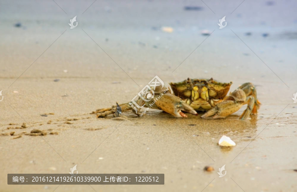 海灘上的螃蟹