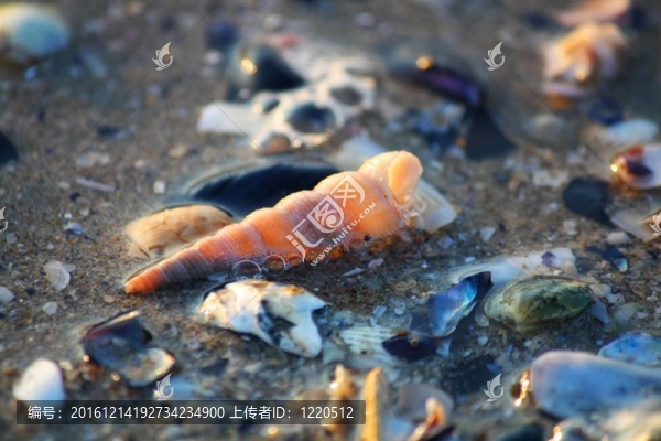 海灘上的貝殼