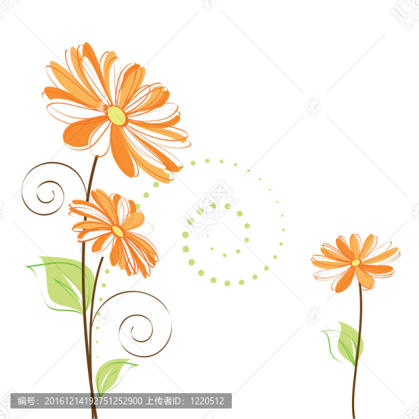白色背景上的雛菊花