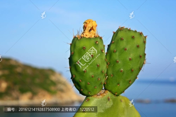在Elba島的行為