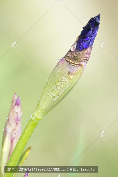 虹膜芽