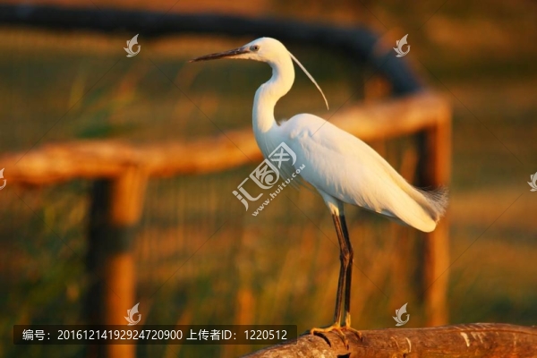 大白鷺