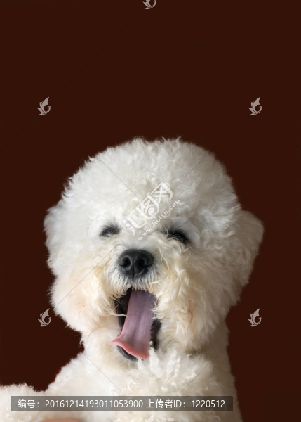 比熊犬打哈欠