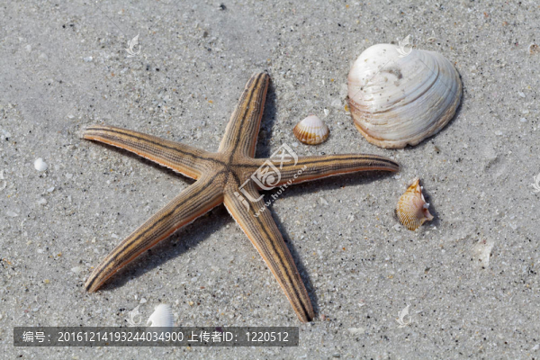 海星