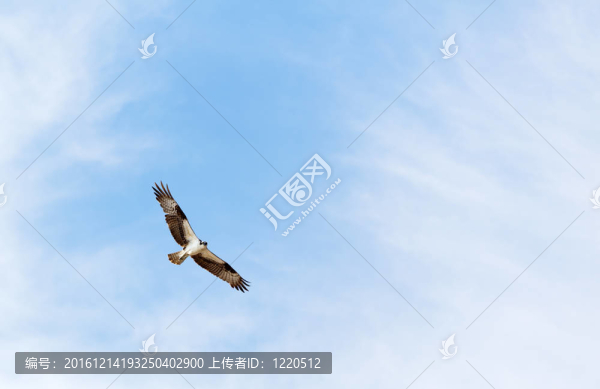 魚鷹