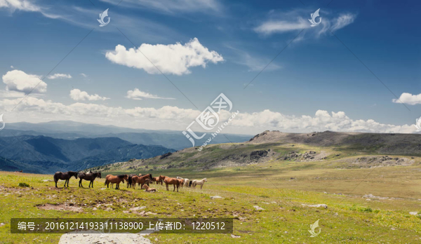 阿爾泰山。一片美麗的風(fēng)景，有馬和藍(lán)天。