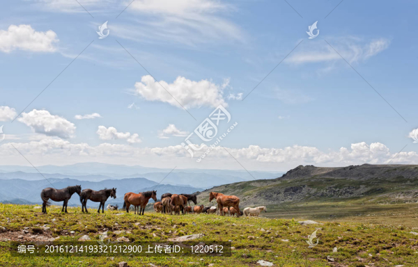阿爾泰山。一片美麗的風(fēng)景，有馬和藍(lán)天。