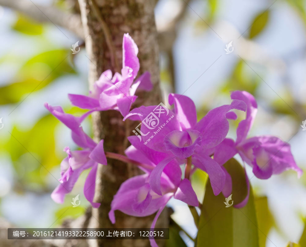 巴厘島上生長的奇異蘭花