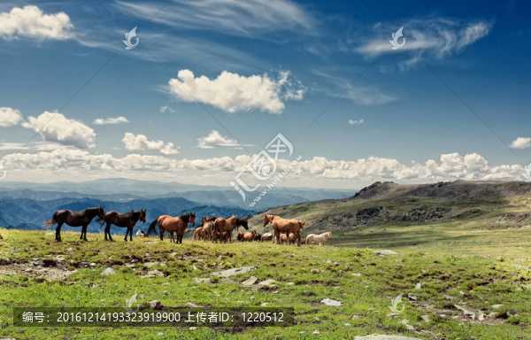 阿爾泰山。一片美麗的風(fēng)景，有馬和藍(lán)天。