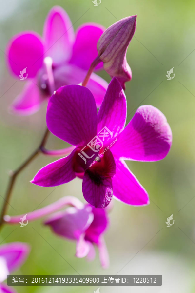 巴厘島上生長的奇異蘭花