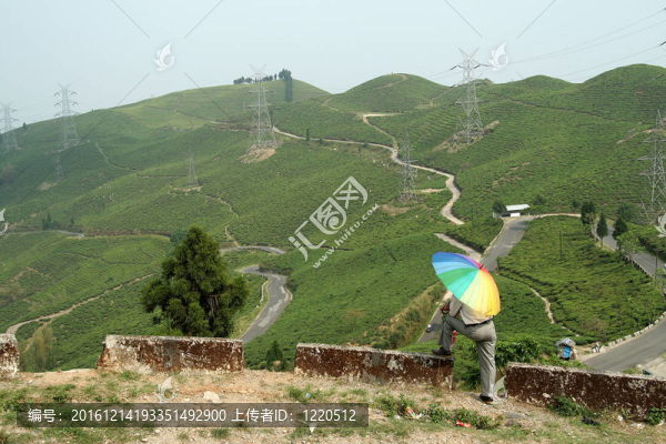 山地人工林