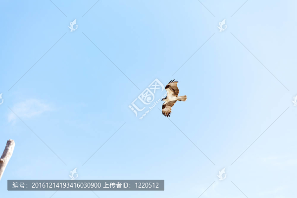 魚鷹